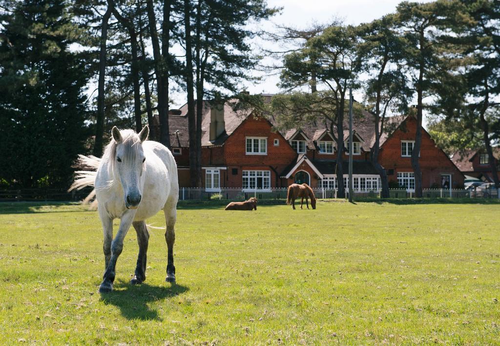 Beaulieu Hotel ลินด์เฮิร์สต์ ภายนอก รูปภาพ